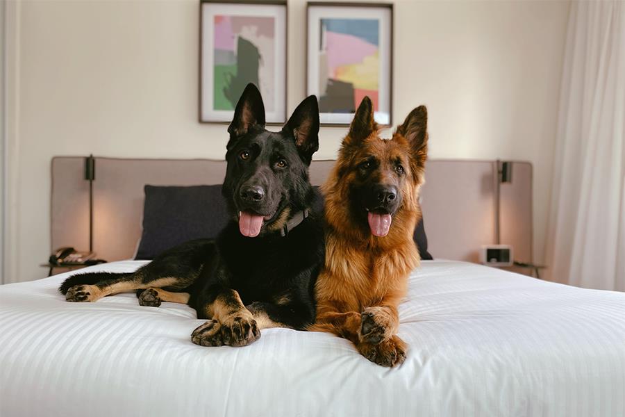 Two Alsatians sit together in a hotel bed.