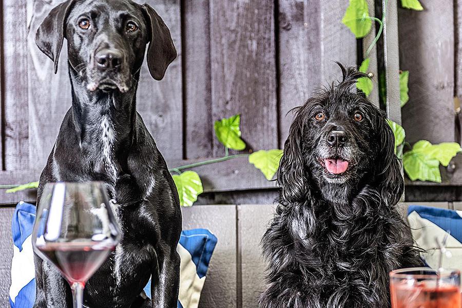 Two dogs sit at a table with drinks in front of them.  