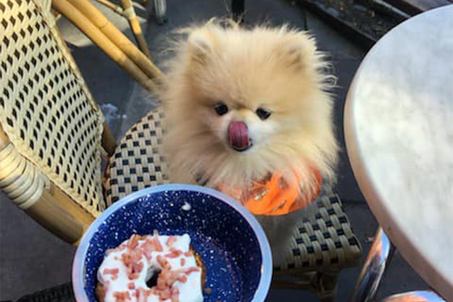 A doggy donut is presented to a little fluffy dog, who sits licking their lips on a cafe chair