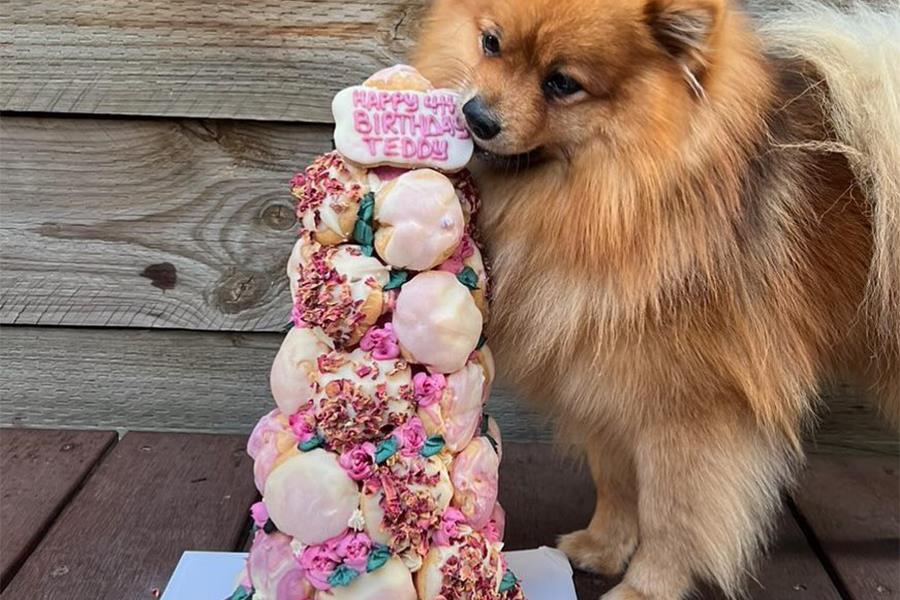 A fluffy dog is licking a croquembouche of dog treats