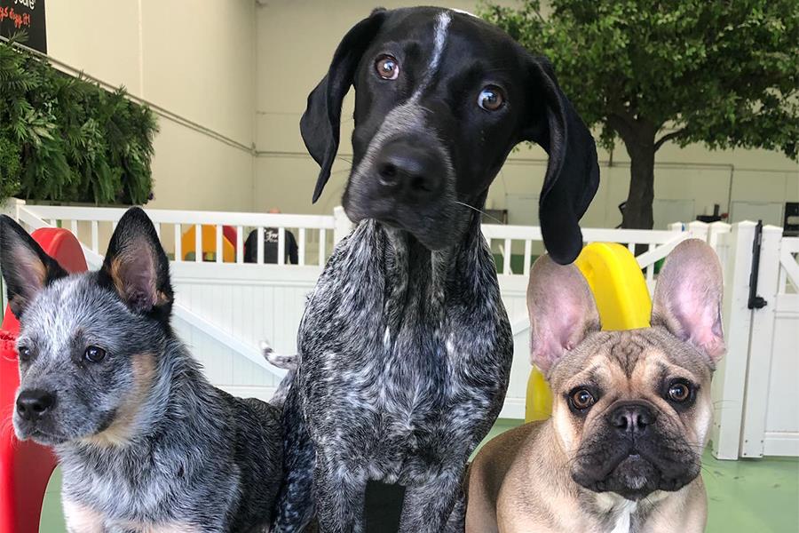 3 dogs sit together staring into the camera
