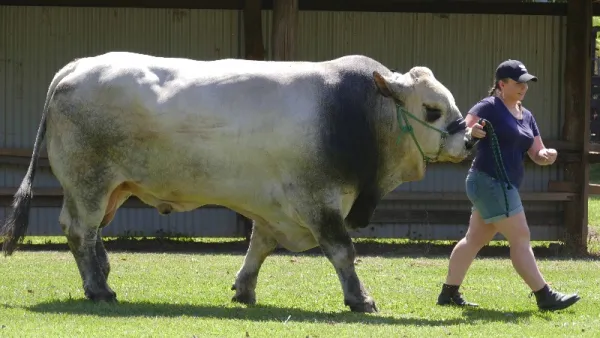 2024 Murwillumbah Show