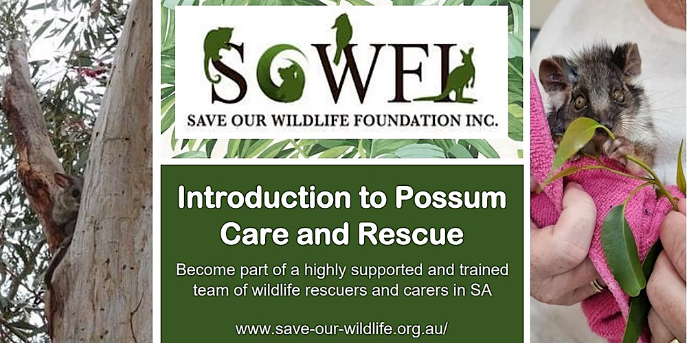 Introduction to Possum Rescue and Care