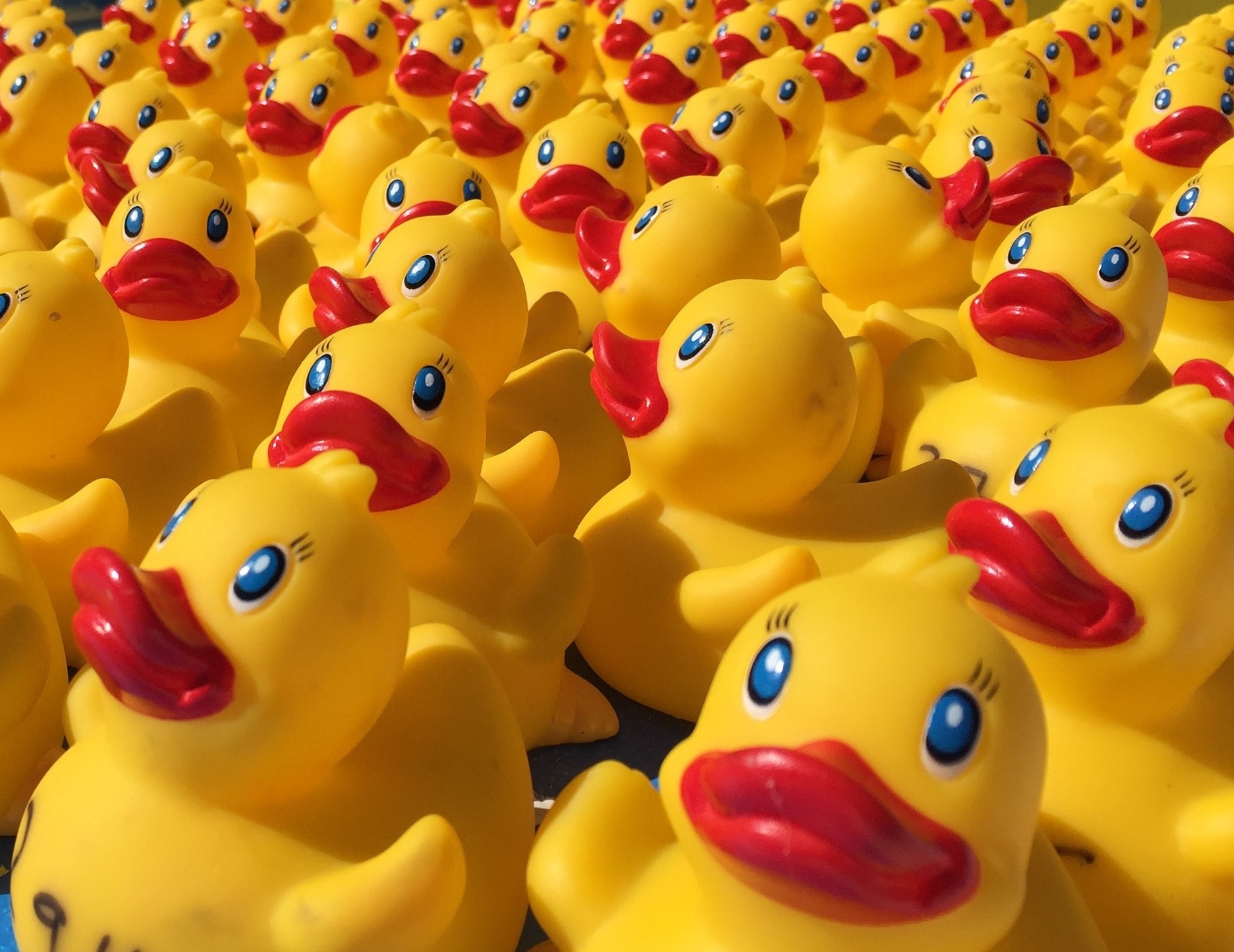 Cowra Festival Duck Race